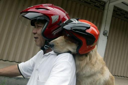  Nouvel an lunaire vietnamien, le 17 février 2018: Fête du Têt, année du Chien